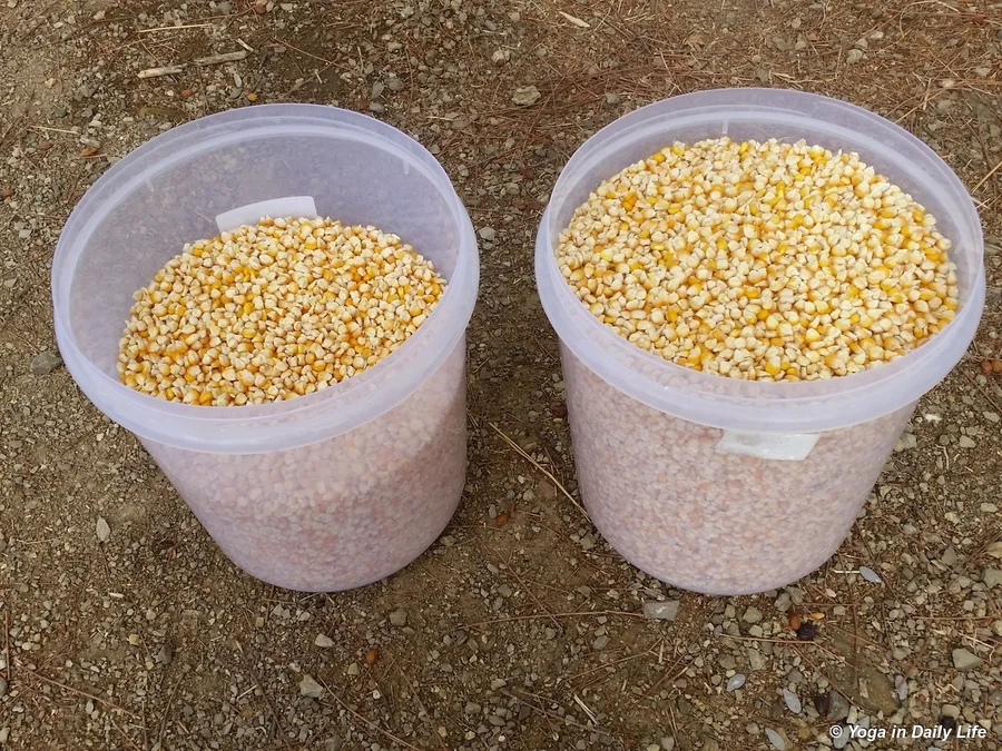 2018 saved corn seed 72dpi 1200 wm